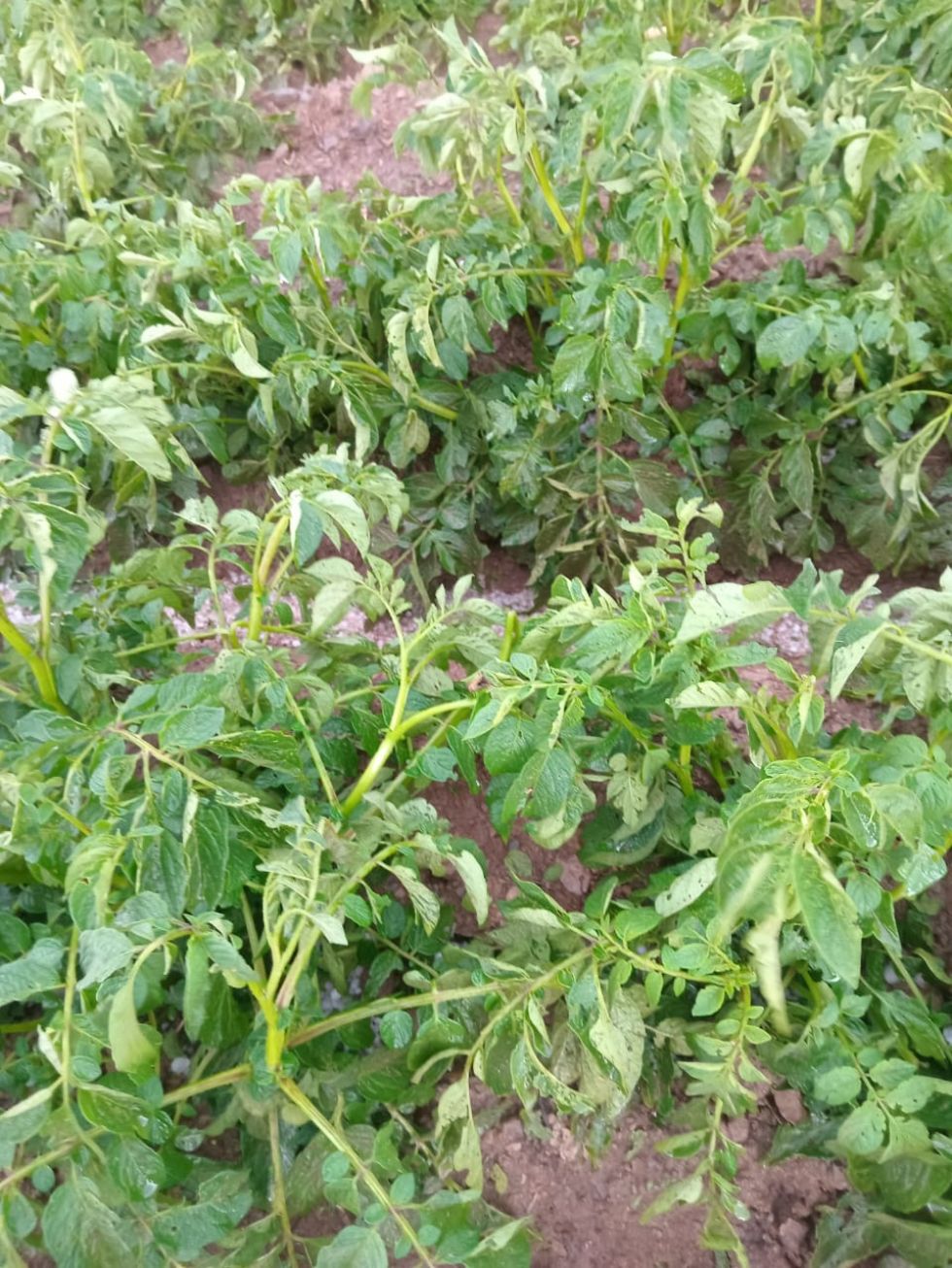 En los últimos días se presentaron granizadas en los municipios de Caiza D, San Pedro de Buena Vista, Ckochas y Acasio