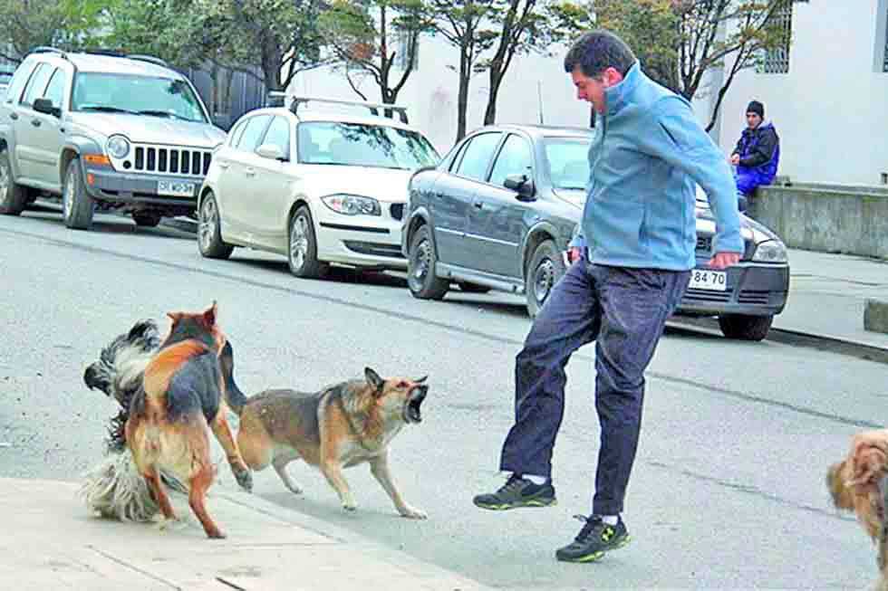 Reportan que 871 personas fueron mordidas por perros a la fecha