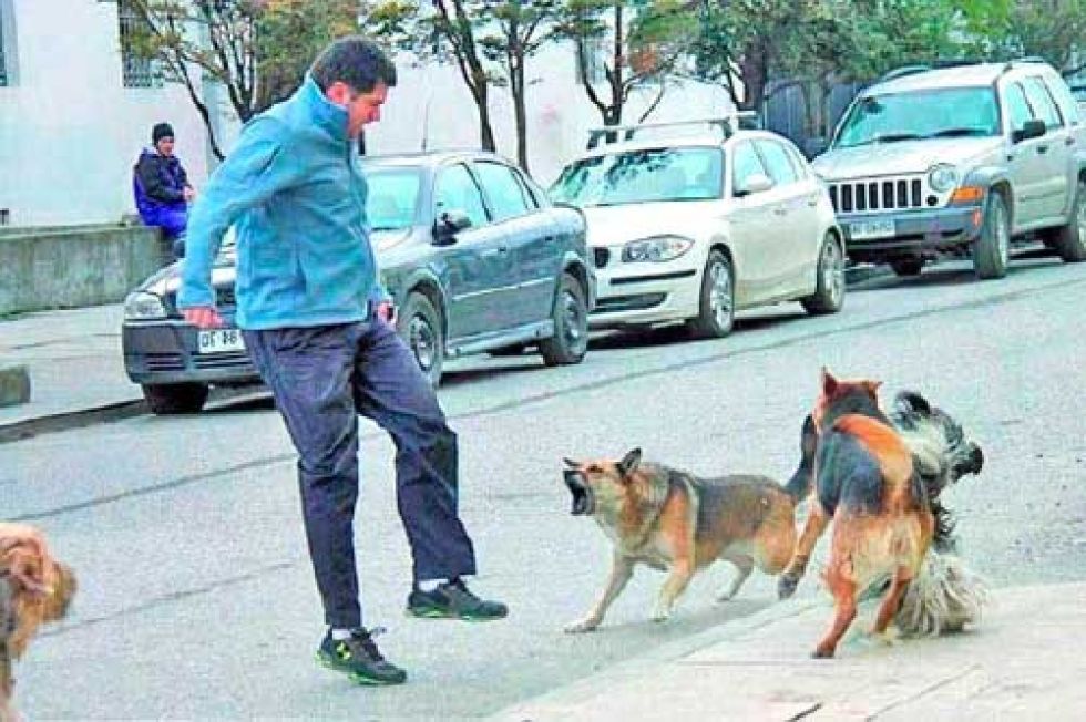 Reportan que 906 personas fueron mordidas por perros a la fecha