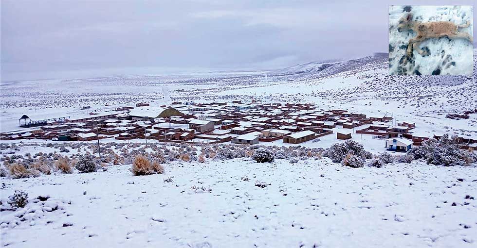 La nieve golpea a 123 comunidades  y se reporta la muerte de animales