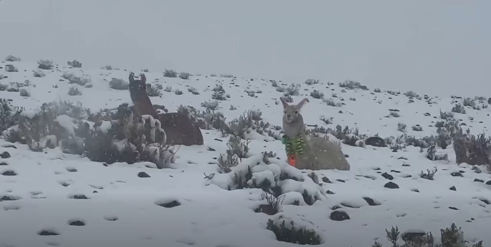 Lípez:Al menos 19.000 cabezas de ganado están afectadas y en riesgo por nevadas