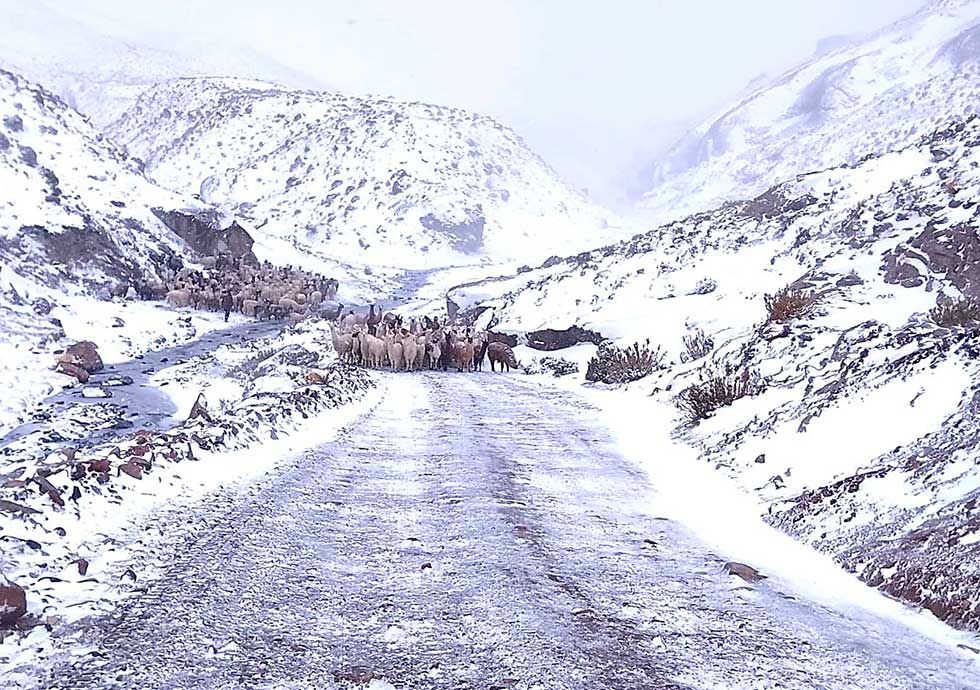 Nieve acorrala al ganado y  amenaza con mortandad  masiva en el sudoeste
