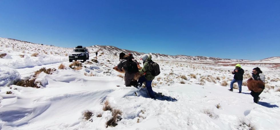En Potosí, rescatan en brazos al ganado afectado por la nevada