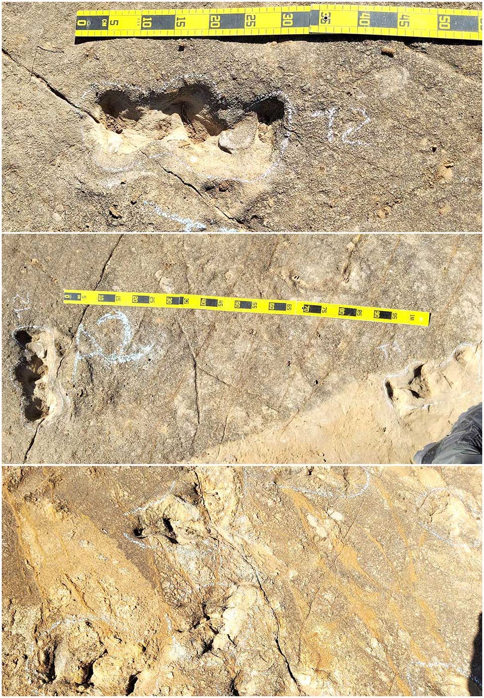 Toro Toro amplía patrimonio paleontológico al hallar huellas de tortuga del cretácico