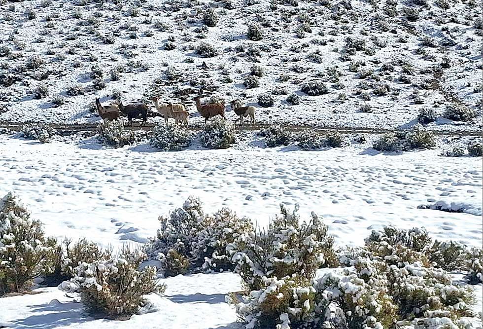 La nieve cayó en 78 comunidades de 20 municipios de Potosí