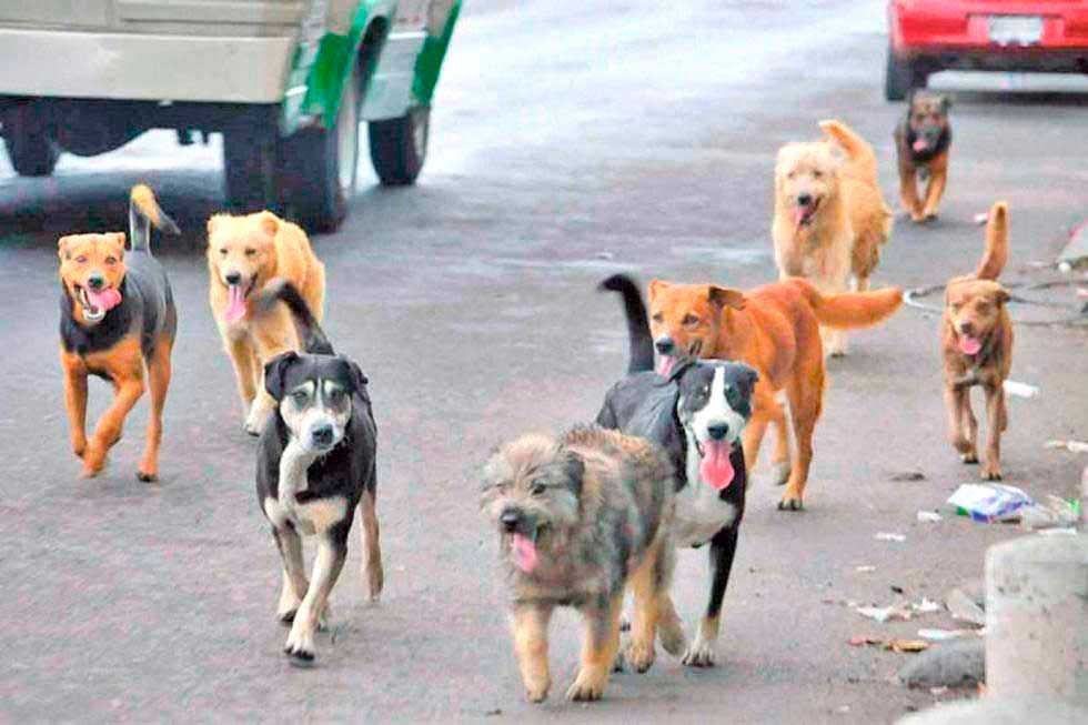 Sancionan económicamente a 15 personas por maltrato animal