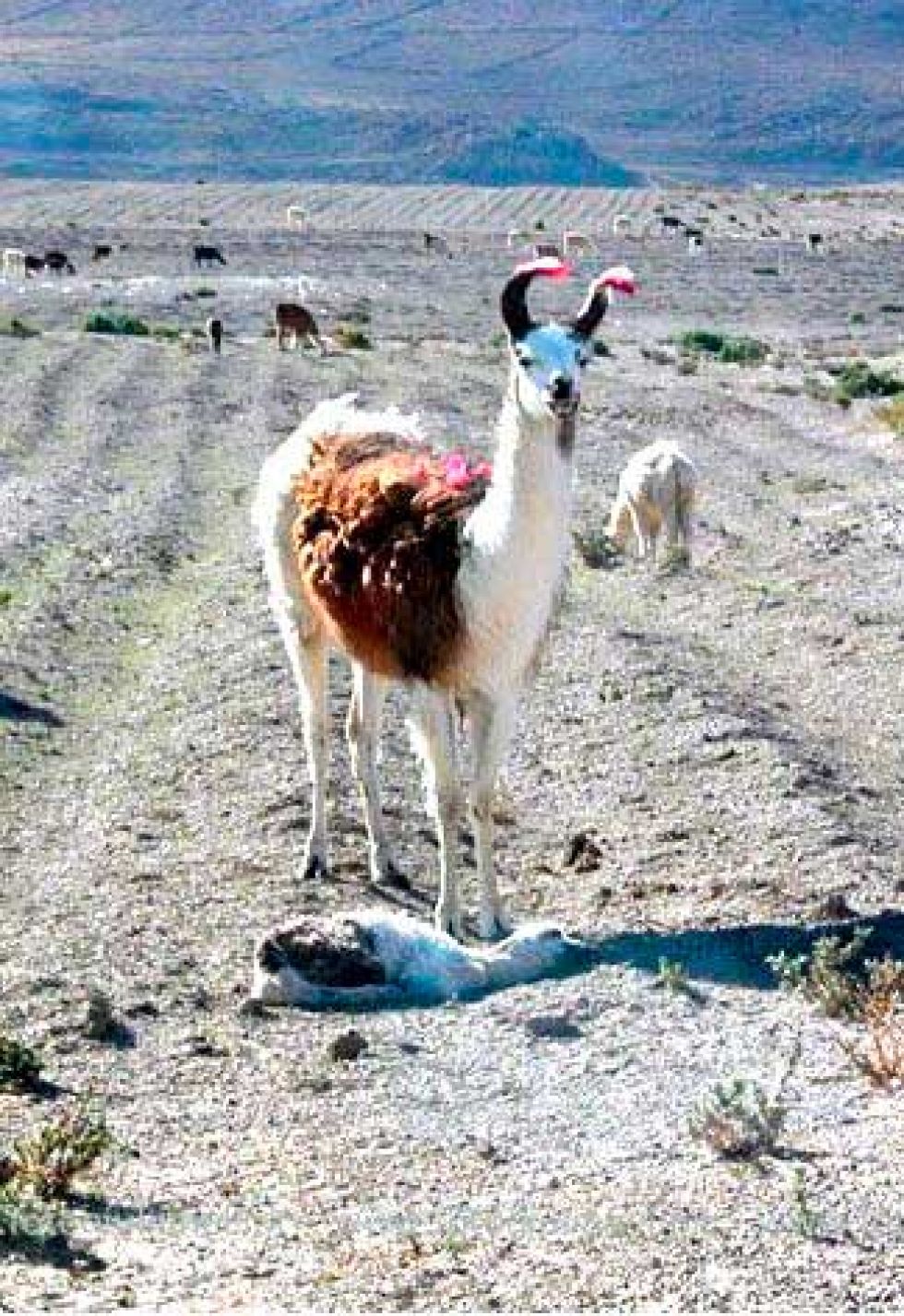 Más de 98 mil cabezas de ganado  en riesgo por sequía en Colcha K