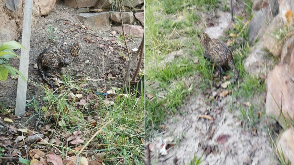 Encuentran un felino parecido a Tilcayo en una comunidad rural de Sucre