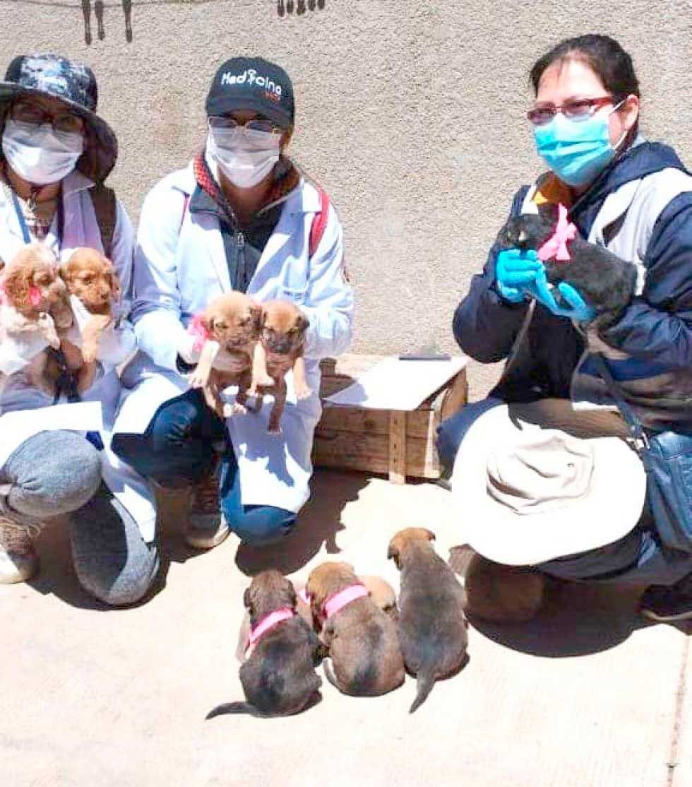Sedes prevé inmunizar a 70.000 perros en el municipio de Potosí